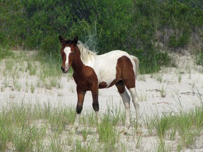 Virginia beach wildlife
