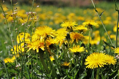 Dandelion flower field