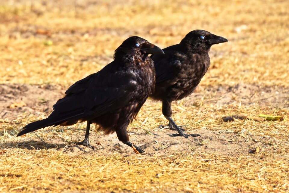 Corvus wildlife two