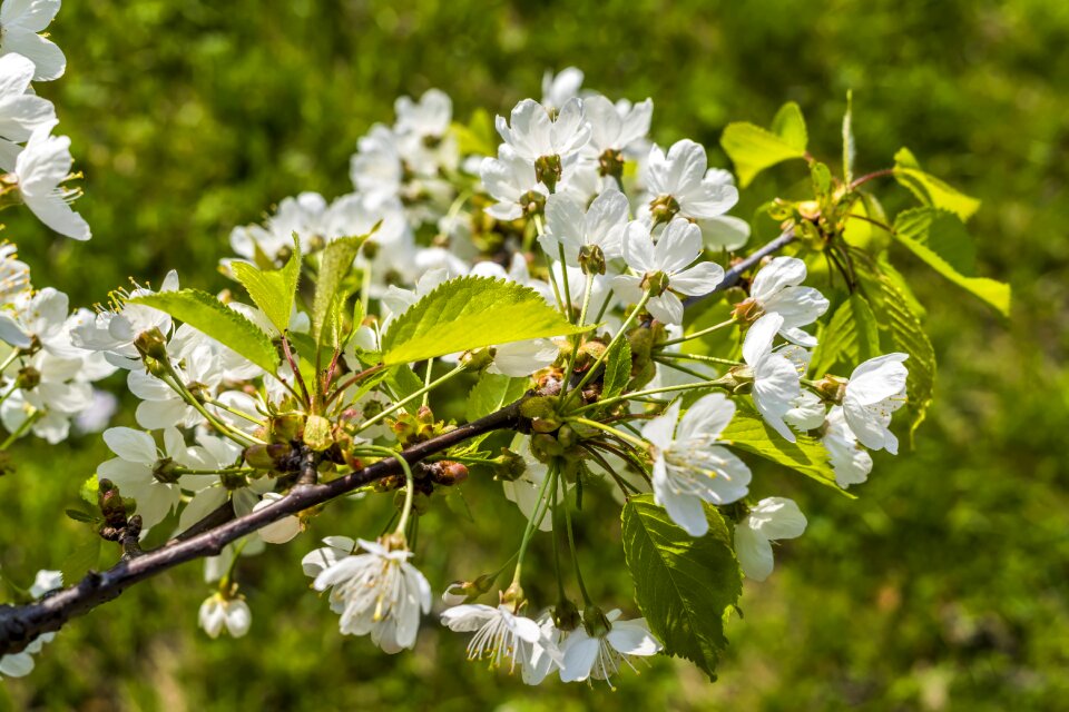 Flowers cherry green