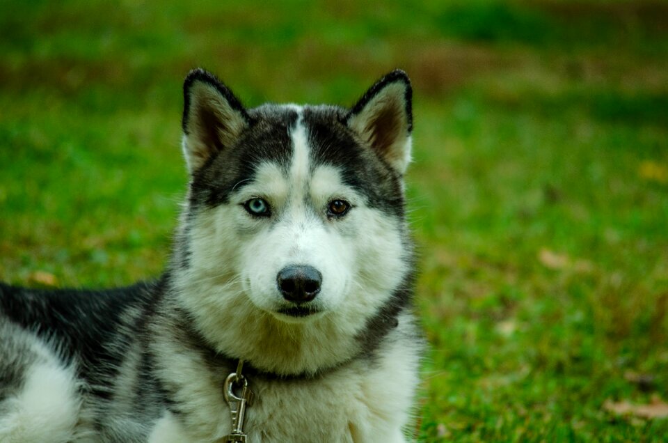 Laika animals husky