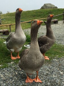 Grey birds park