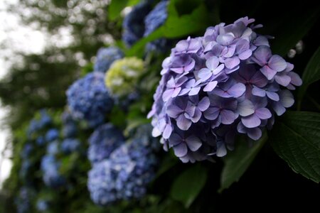 Hydrangea plant flowers