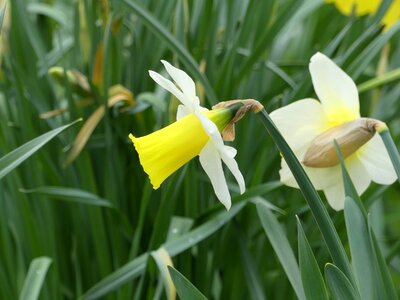 Flower narcissus easter photo