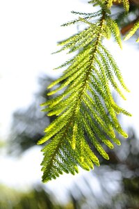 Pine tree the leaves sunshine