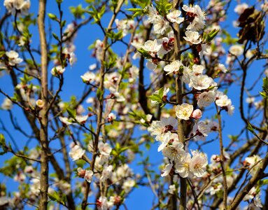 Blossom plant nature