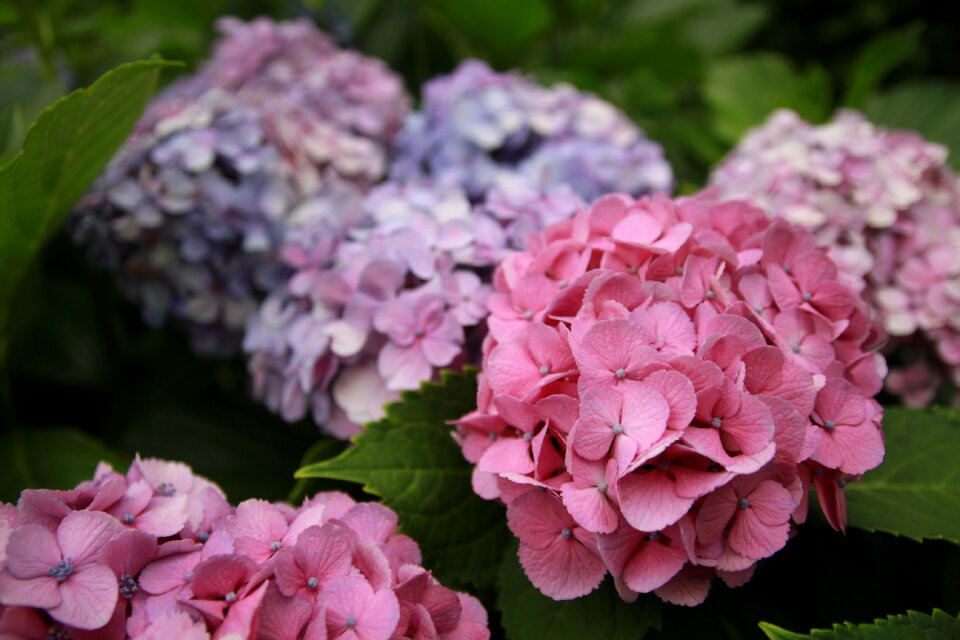 Hydrangea plant flowers
