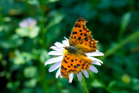 Flowers garden leopard