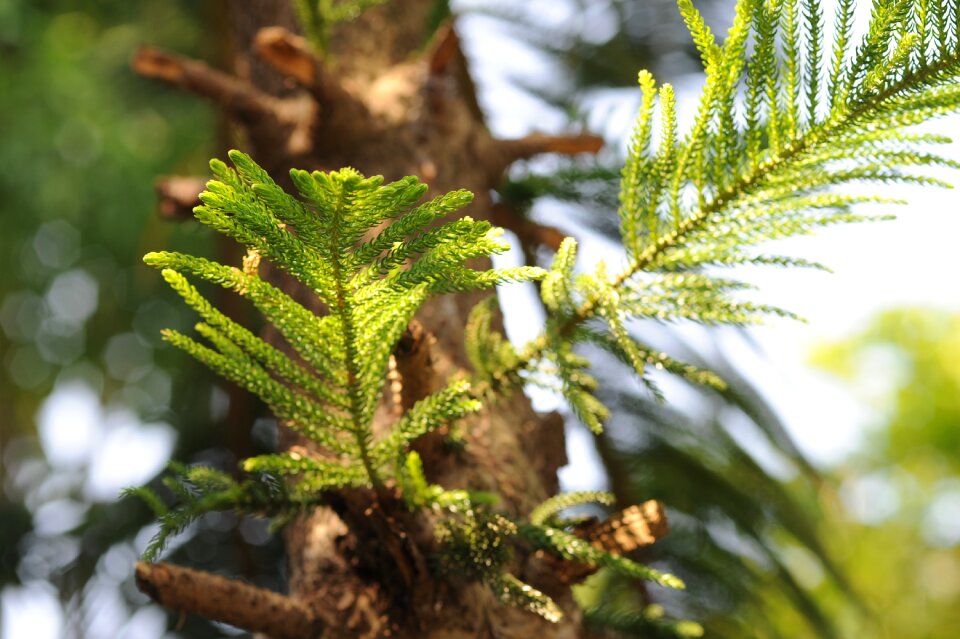Pine tree the leaves sunshine