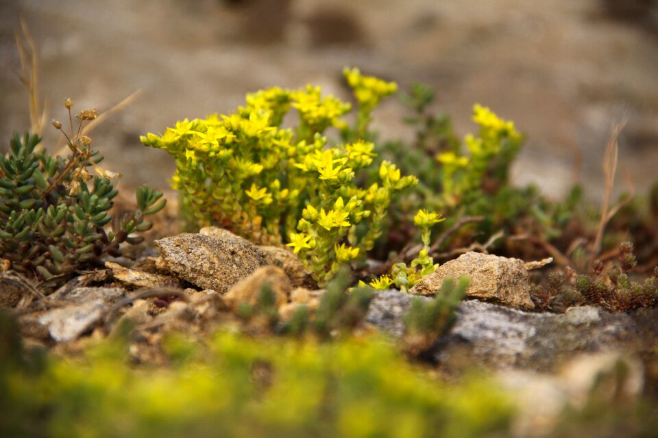 Nature flowers karg