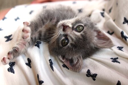 Cat baby pet kitten