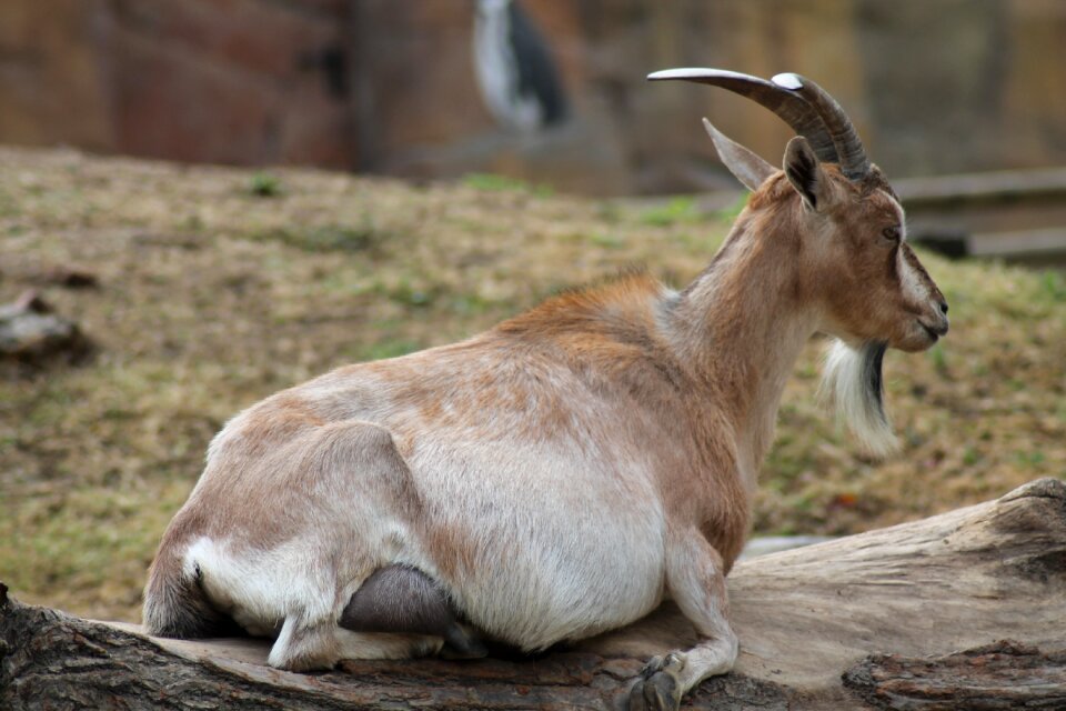 Zoo animals mammal