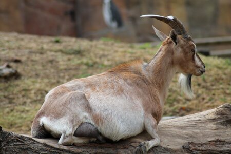Zoo animals mammal