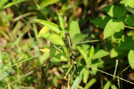 Green dragonfly grass