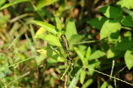 Green dragonfly grass