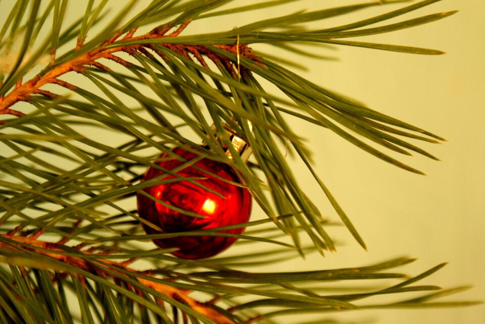 Christmas winter ornament