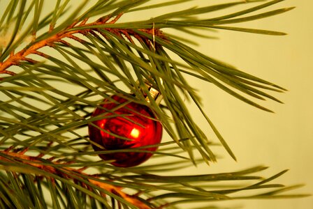 Christmas winter ornament
