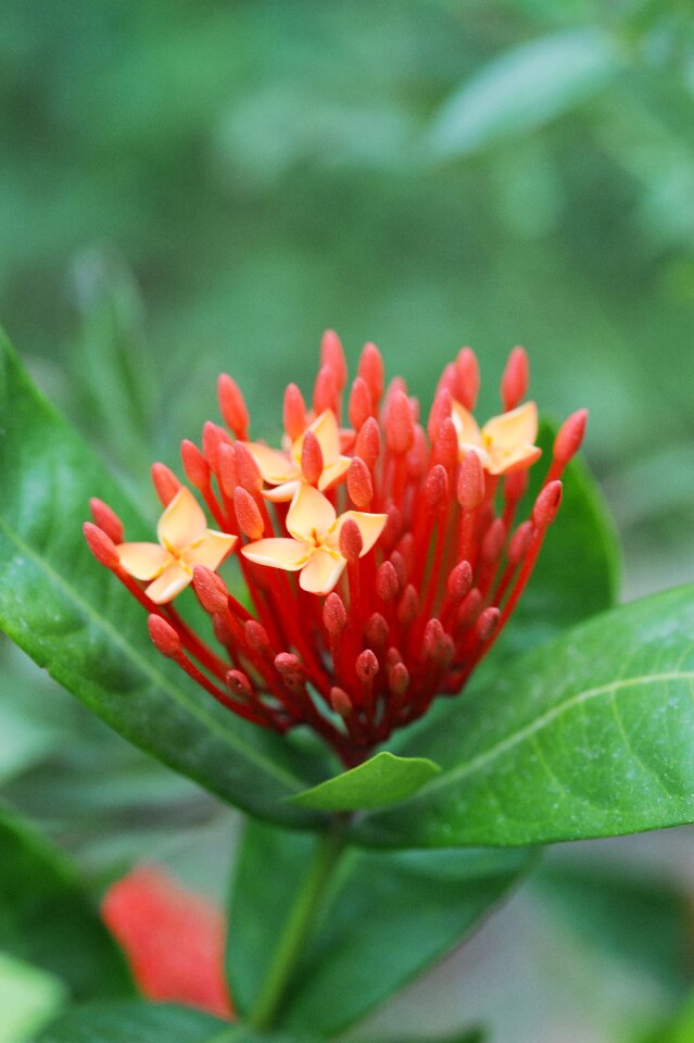 Flowers red leaf