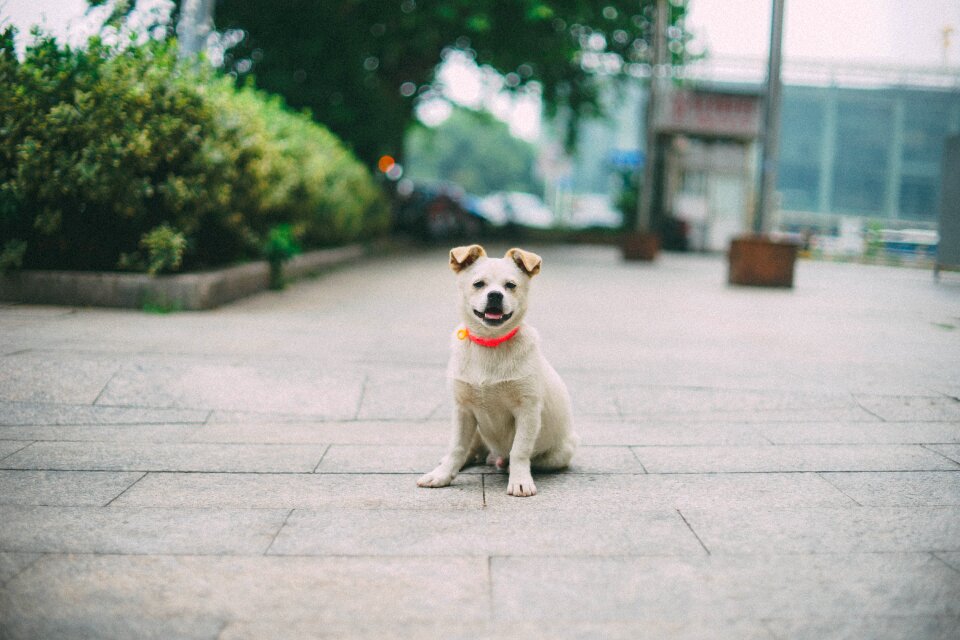 Dog pets animal