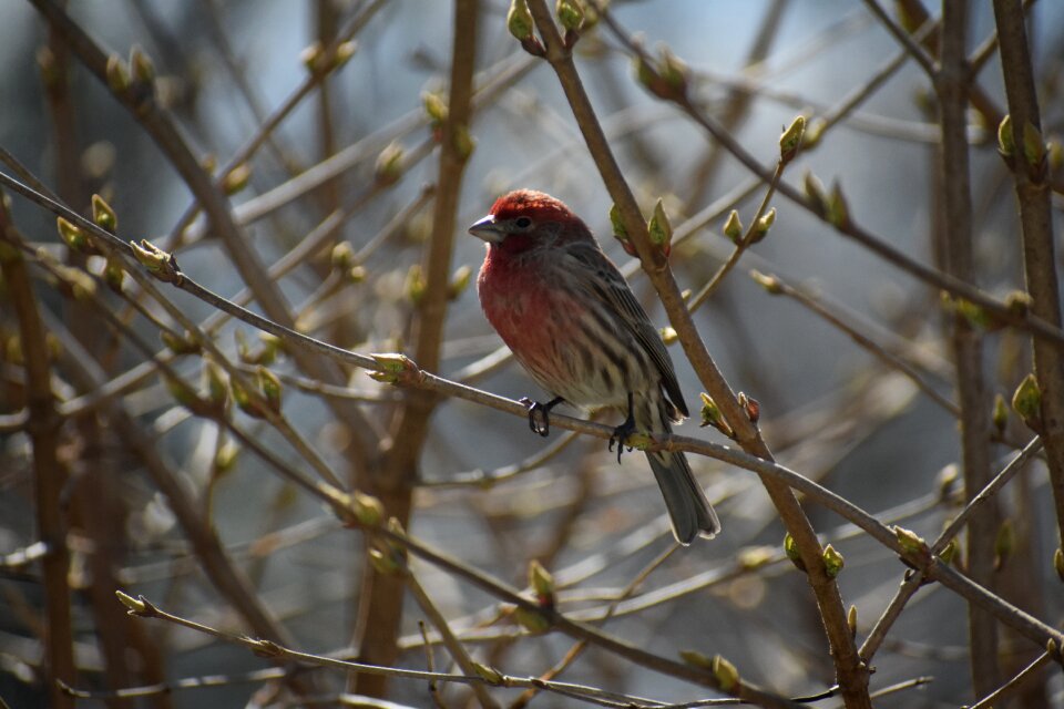 Bird wildlife nature