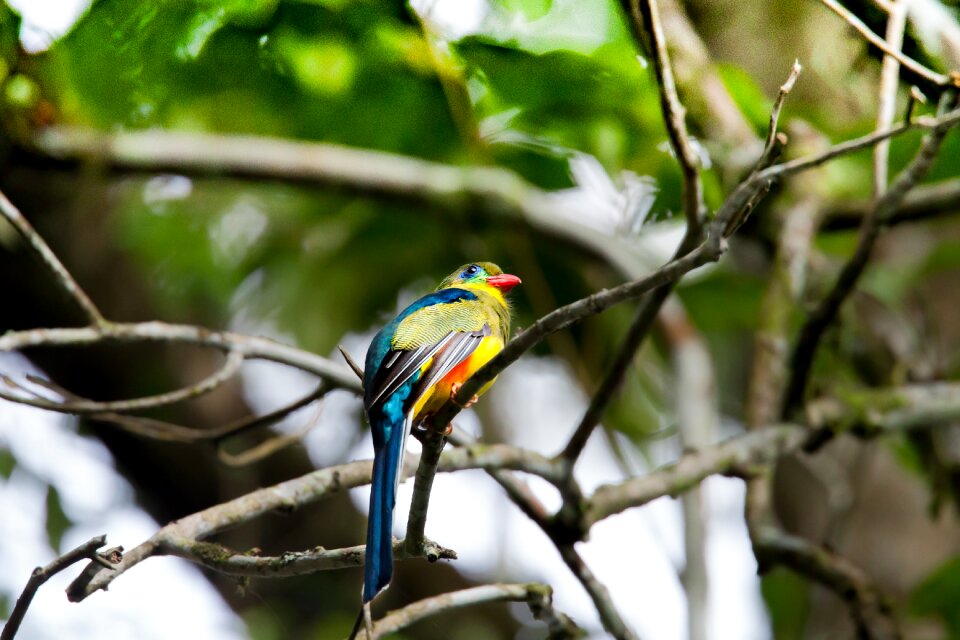 Javan trogon endangered birds javanese western endemic species