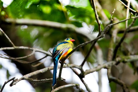 Javan trogon endangered birds javanese western endemic species