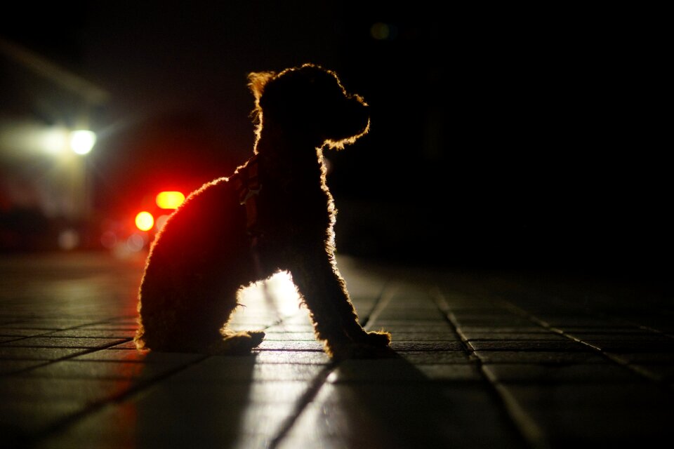 Dog night view light and shadow