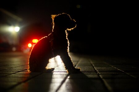 Dog night view light and shadow