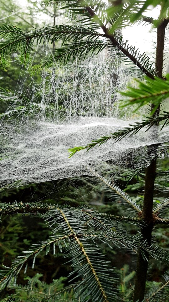 Cobweb case web