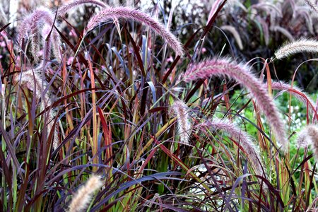 Garden pennisetum setaceum rubrum pond