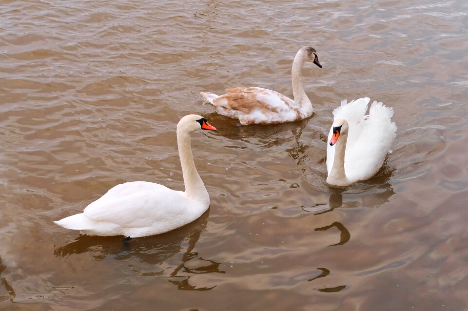 Graceful cygnus nature