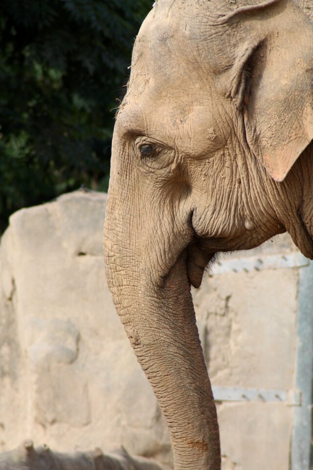 Elephant proboscis pachyderm