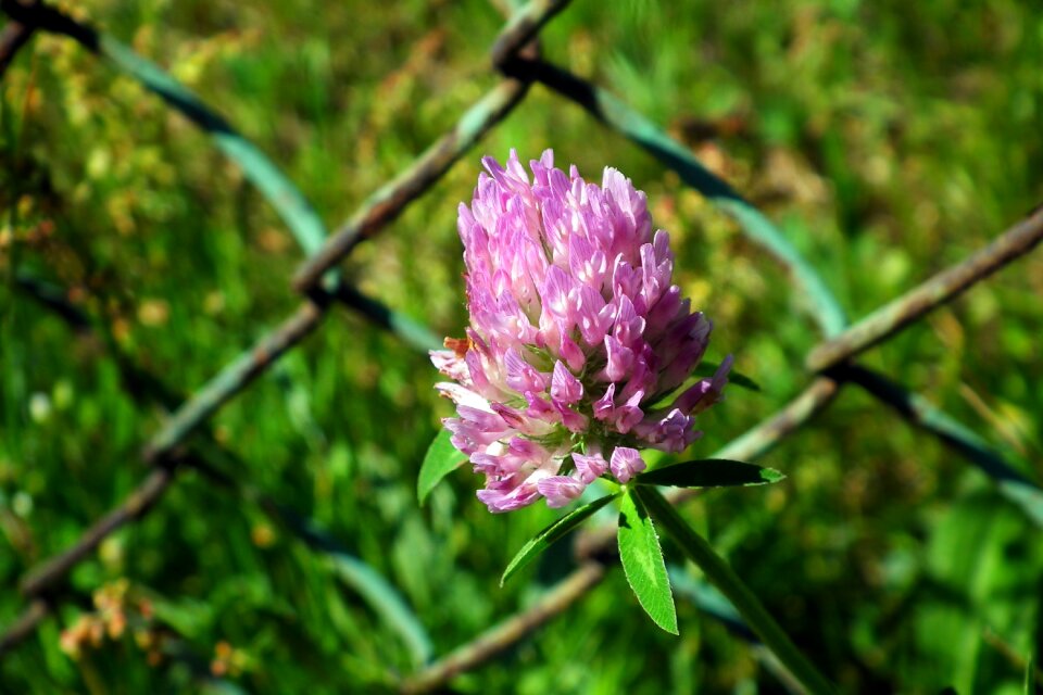 A flower of the field nature spring
