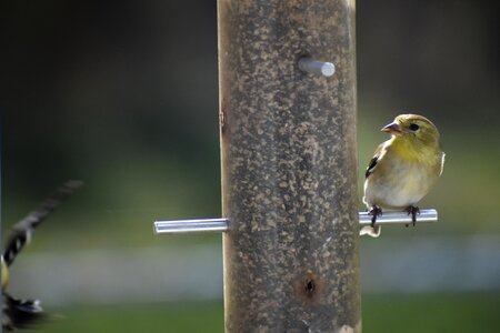 Nature bird animal photo