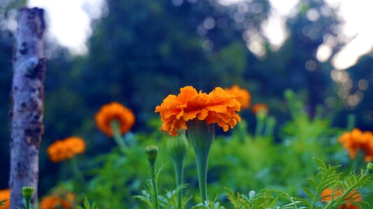 Marigold flower garden nature