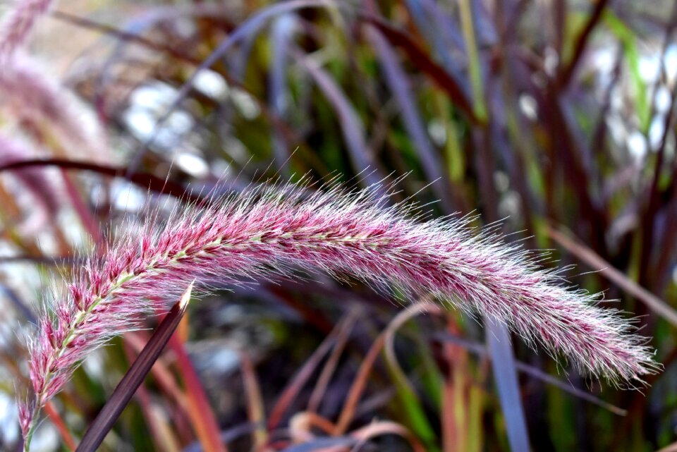 Garden pennisetum setaceum rubrum pond