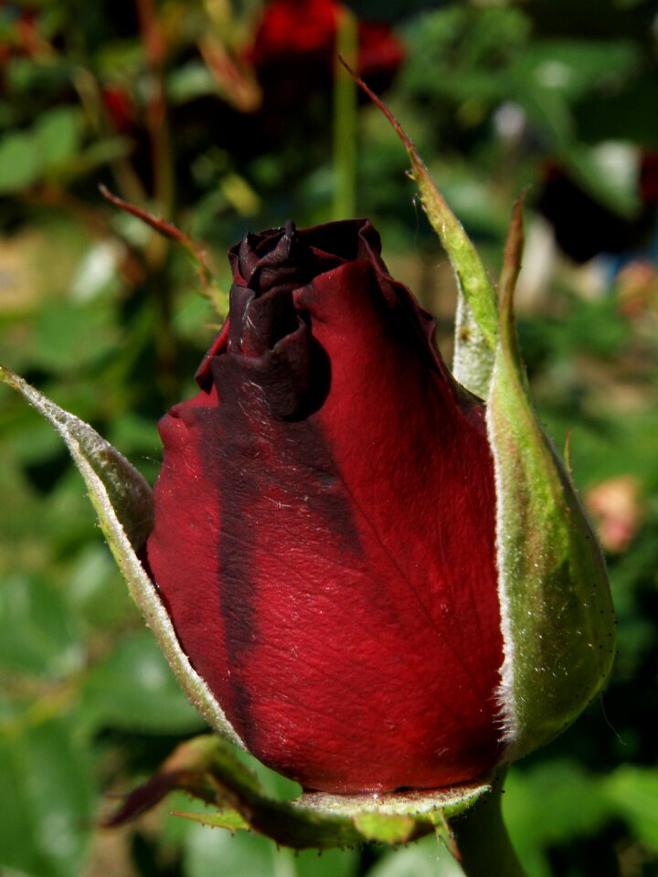 Roses bloom garden