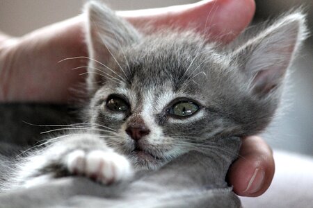 Cat baby pet kitten