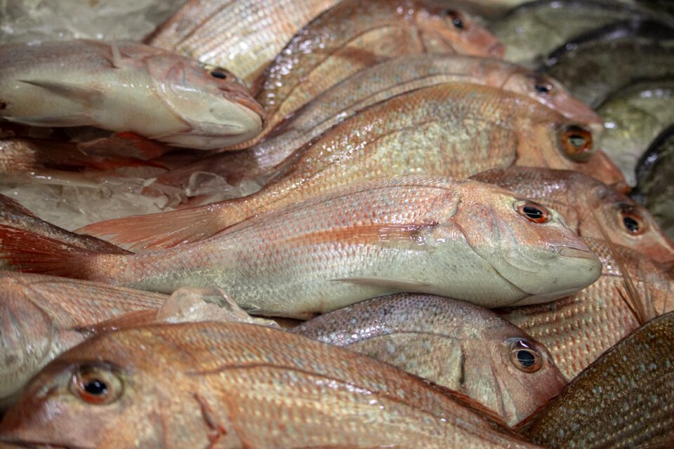 Sale seafood fresh