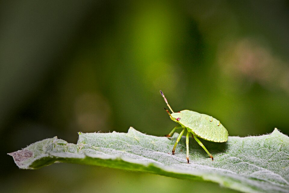 Summer insect close up photo