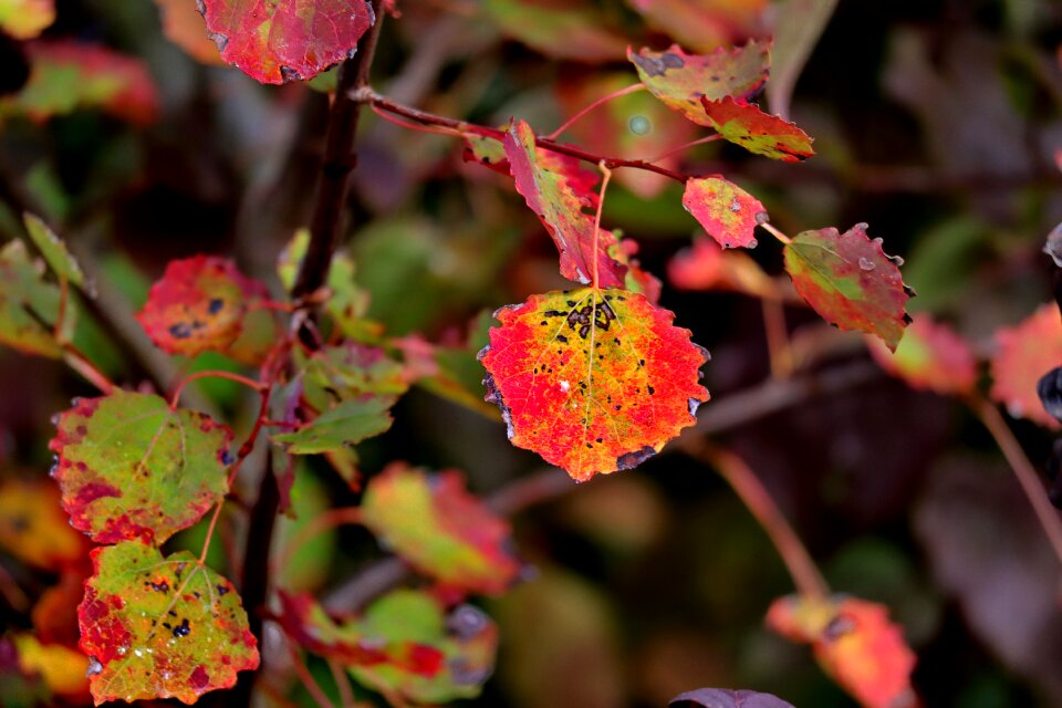 October fall color branch