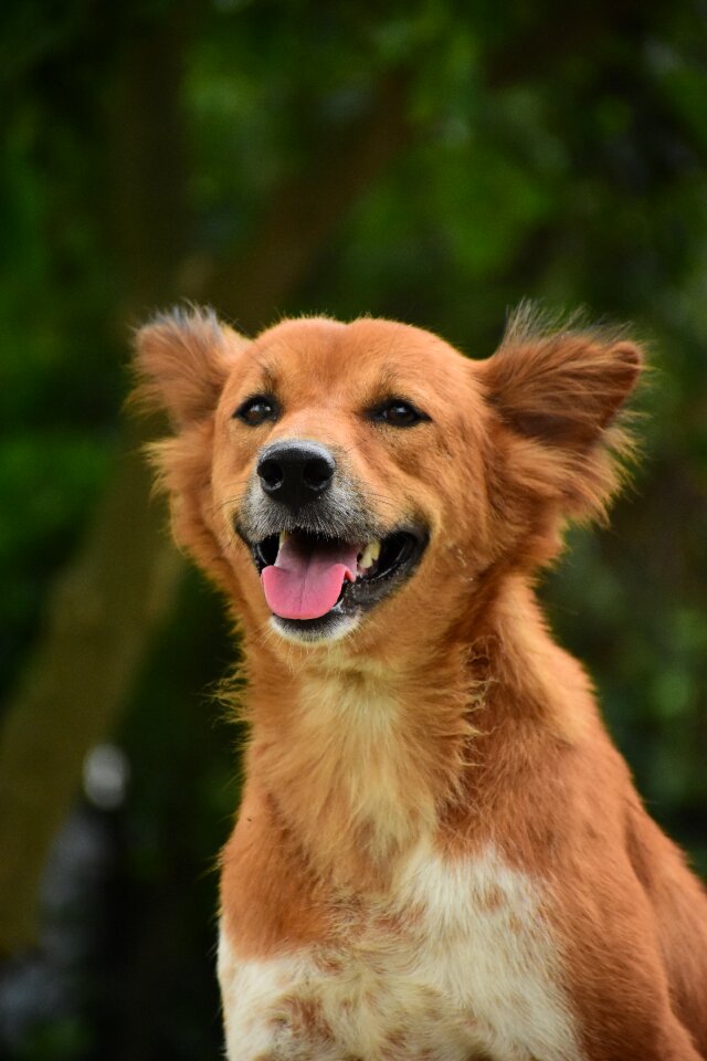 Happy dog brown pet