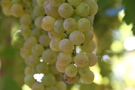 Grapes nature fruit