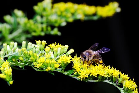 Close up pollen yellow