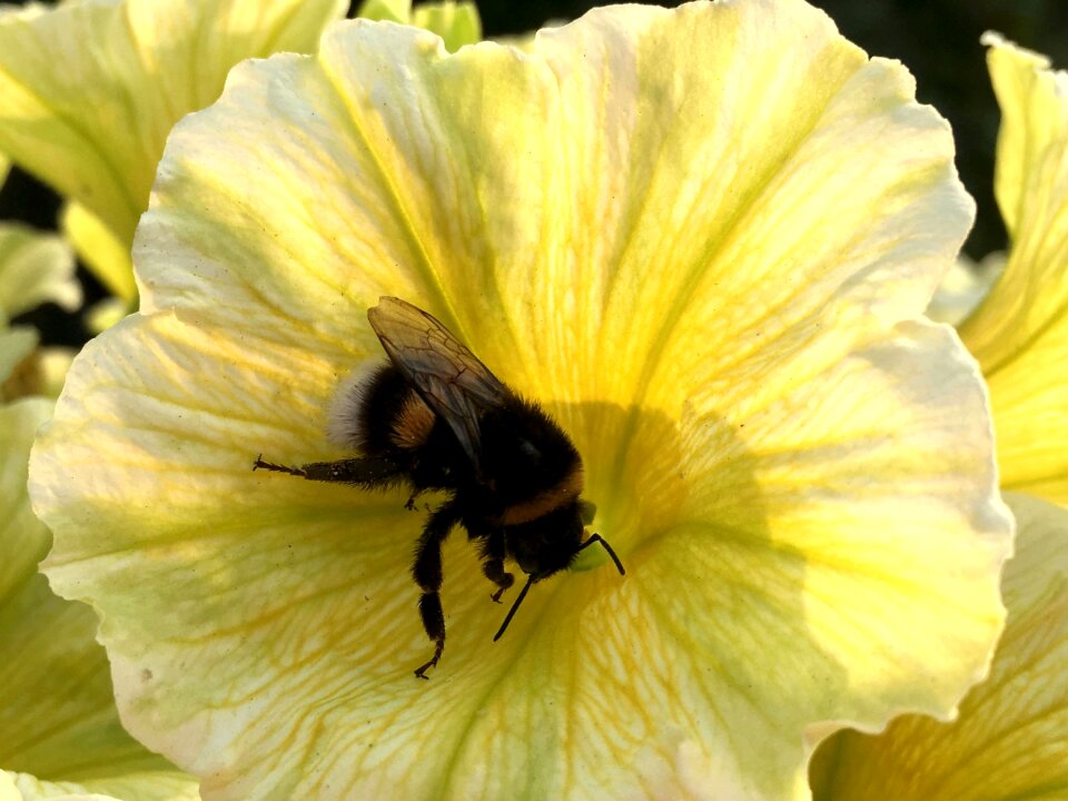 Blossom bloom insect