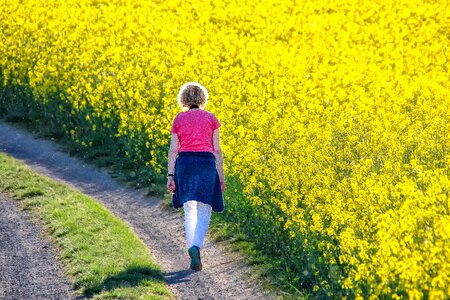 Oilseed rape wanderer walk photo