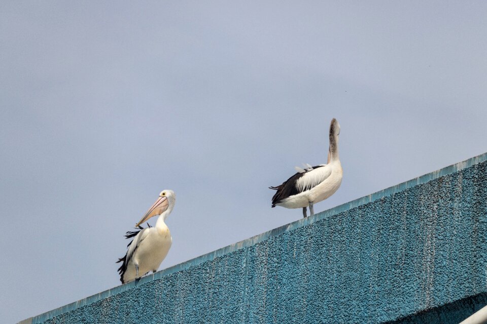 Rooftop nature wildlife