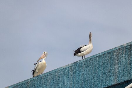 Rooftop nature wildlife