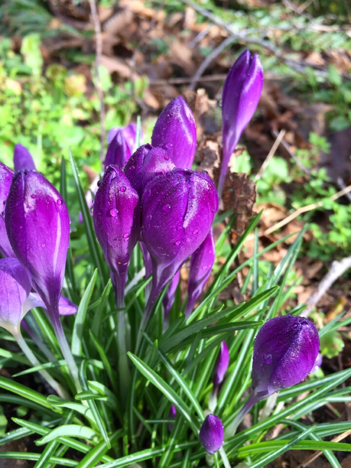 Bud spring nature