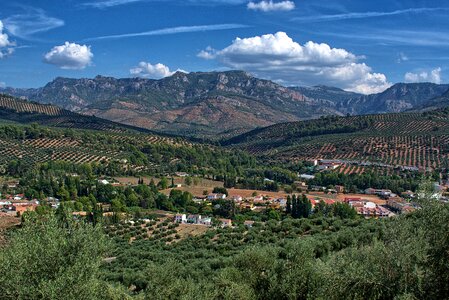 Spain panorama olive trees
